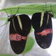 Heliconius melpomene butterflies mating in captivity in Panama.